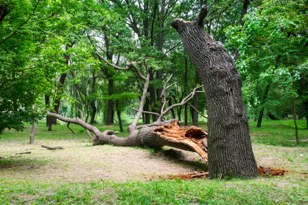 Reliable Manteca, CA Tree Care Solutions